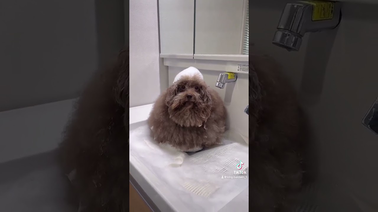 #scoobert #groomer #fent #groomed #aura #clean #carti #hoodbyair #dog
