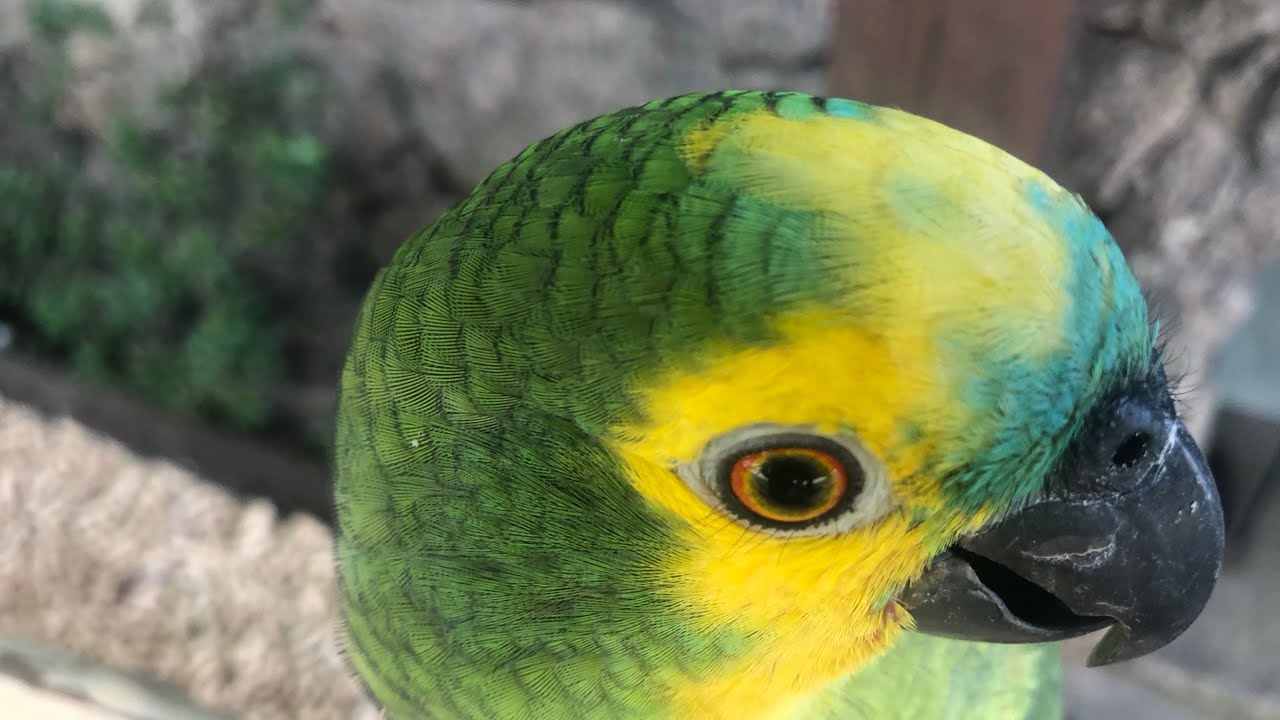 NIKA PAPAGAIO VERDADEIRO VEJA OQUE ELA FAZ!  #papagaio #petdepenas #parrots #funnyvideos #birds #ap