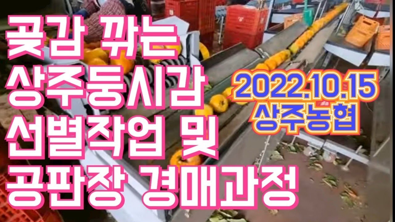 곶감 만드는 상주둥시감 선별과정 및 공판장 경매과정