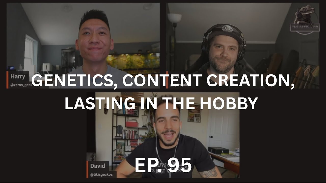 Genetics & Content Creation w/ Tiki's Geckos | Ep. 95 of The Gecko Pod
