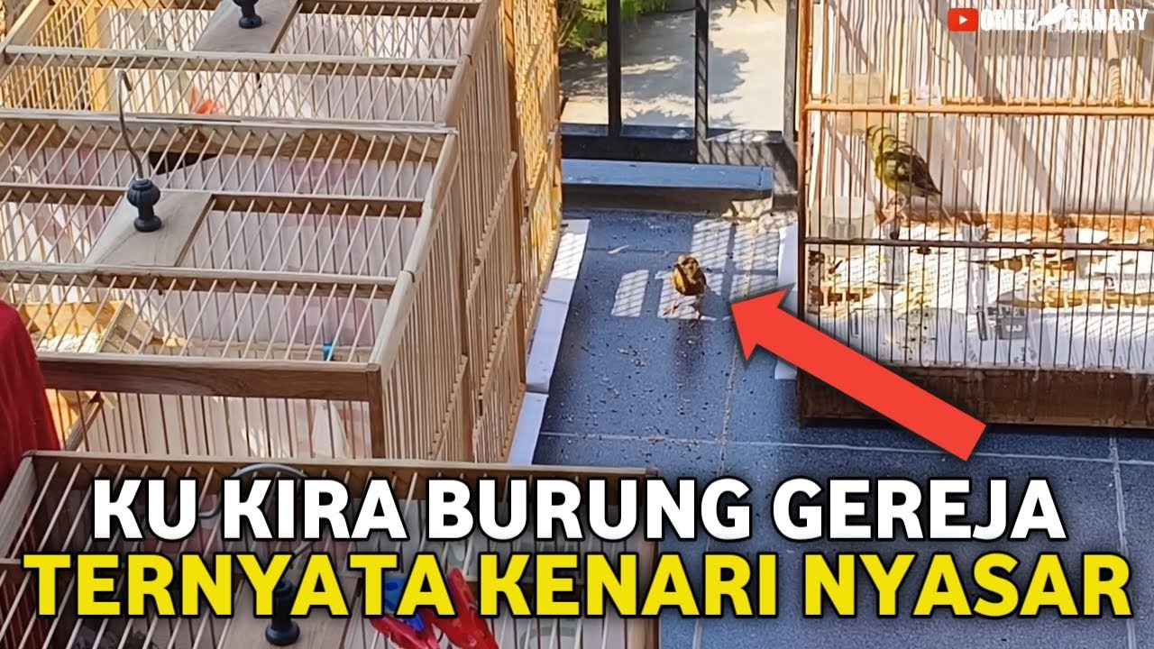DAPET BURUNG NYASAR LAGI | KALAU REJEKI EMANG GAK KEMANA ADA KENARI KE RUMAH