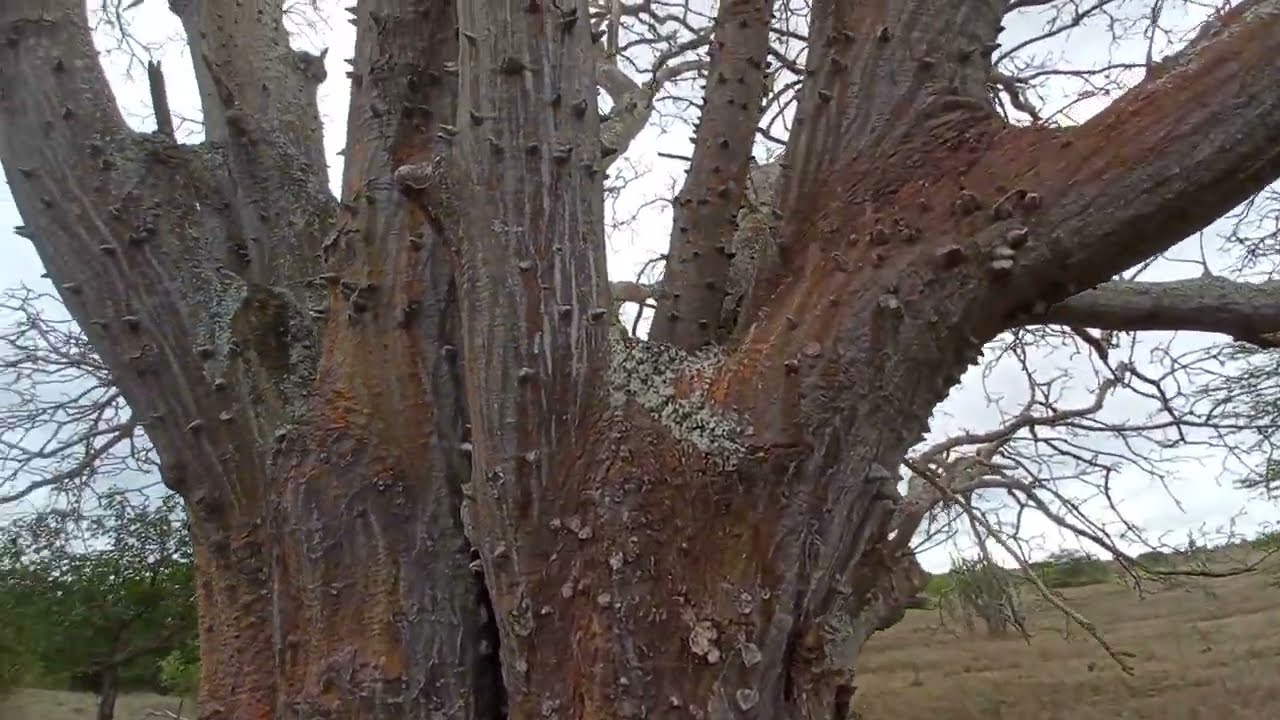 MULUNGU,  UMA DAS MAIORES  ARVORES  DA CAATINGA