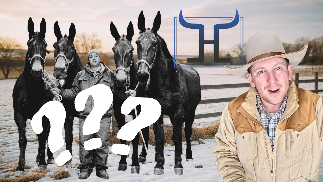 A Day in the Barn: Exploring Draft Horses and Mules for Sale + Exciting Giveaway ?? Watch to enter!
