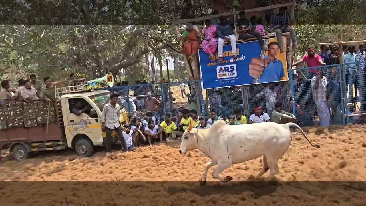 இன்று நல்லம்மா நாயக்கன் பட்டி ஜல்லிக்கட்டு13.2.2026  