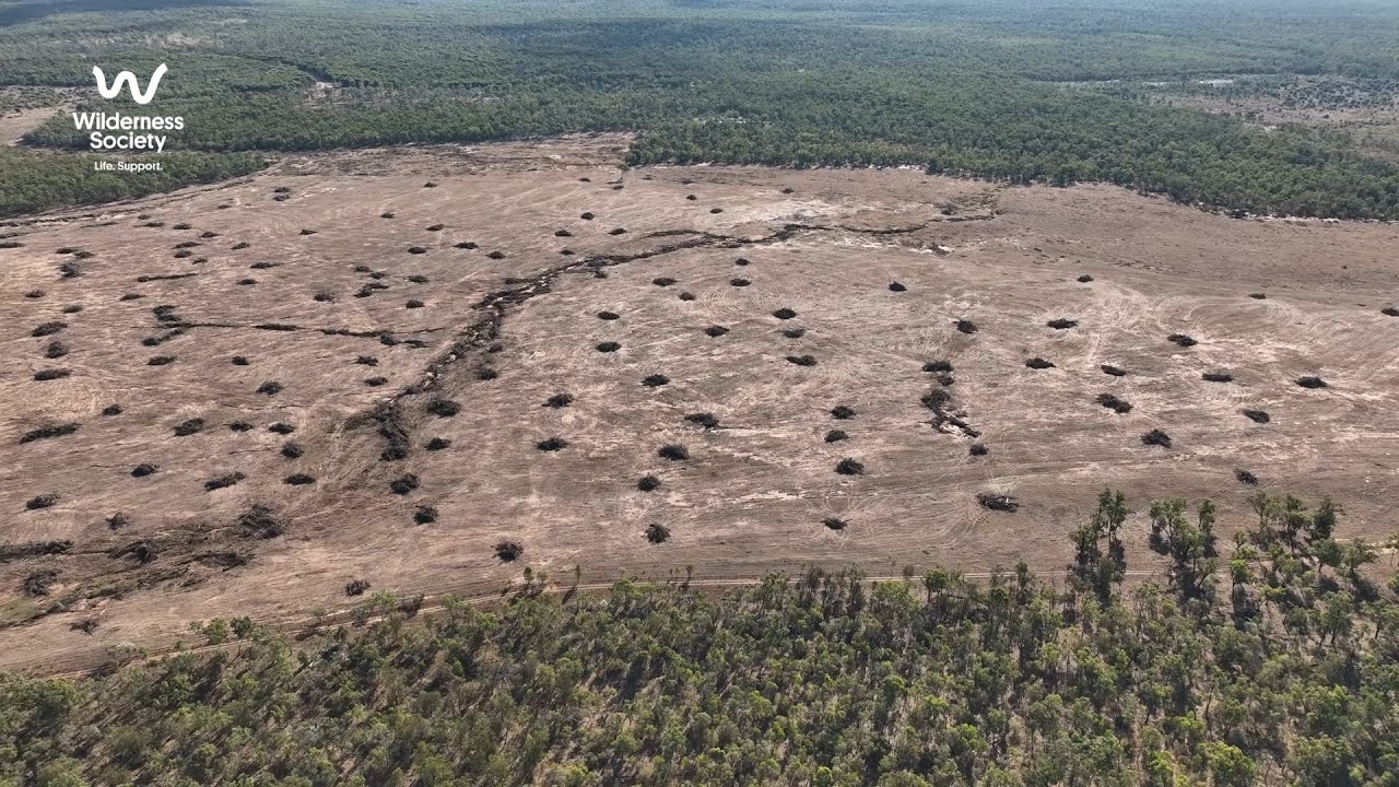 This is what deforestation looks like in Queensland, Australia.