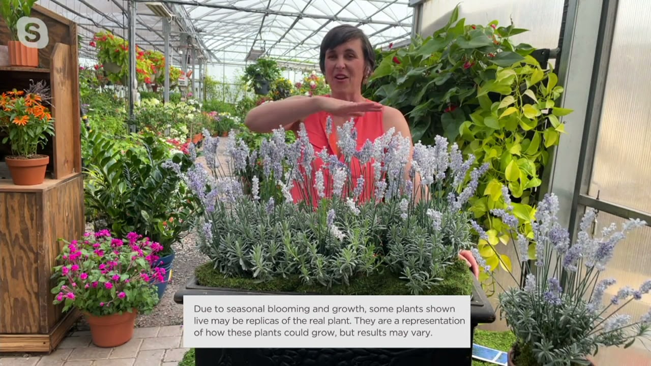 Cottage Farms 3-Piece Scent White Lavender Live Plants on QVC