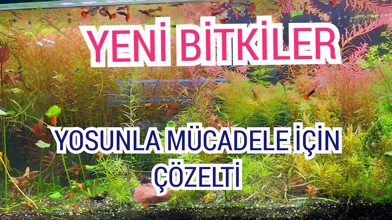 KUTU AÇILIMI - bitkiler - yosun düşmanı çözelti