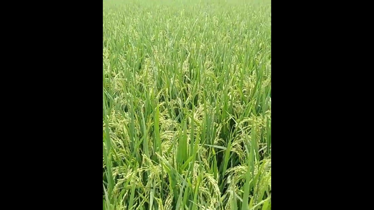 Adt 54 seeds #paddy #agriculture #paddyfarming #vivasayam #farmer #ricefarming #tamil