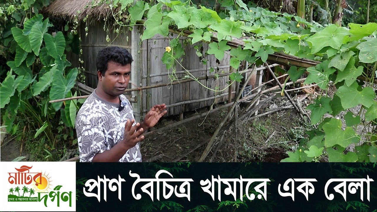 দেলোয়ার জাহানের  প্রাকৃতিক কৃষি ঘিওর । প্রাণ বৈচিত্র খামার মানিকগঞ্জ। Prakitik krishi Deloyar jahan