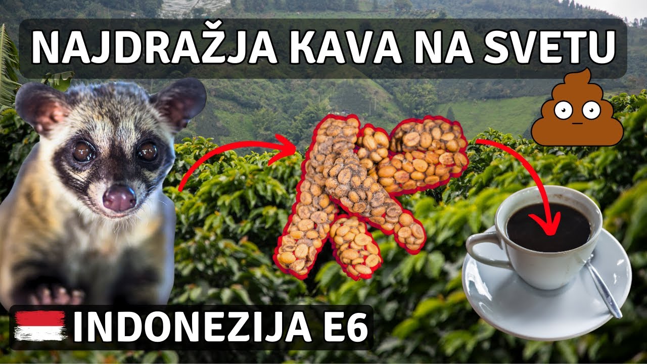 Kava Luwak, Instagram gugalnice in &scaron;ok! Indonezija Centrali Bali
