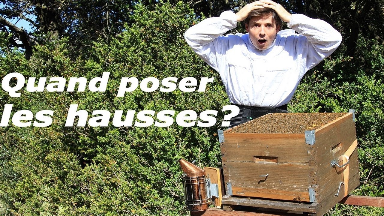 APICULTURE E27 Puissance des colonies d'abeilles avant la pose des hausses | Quand poser une hausse?