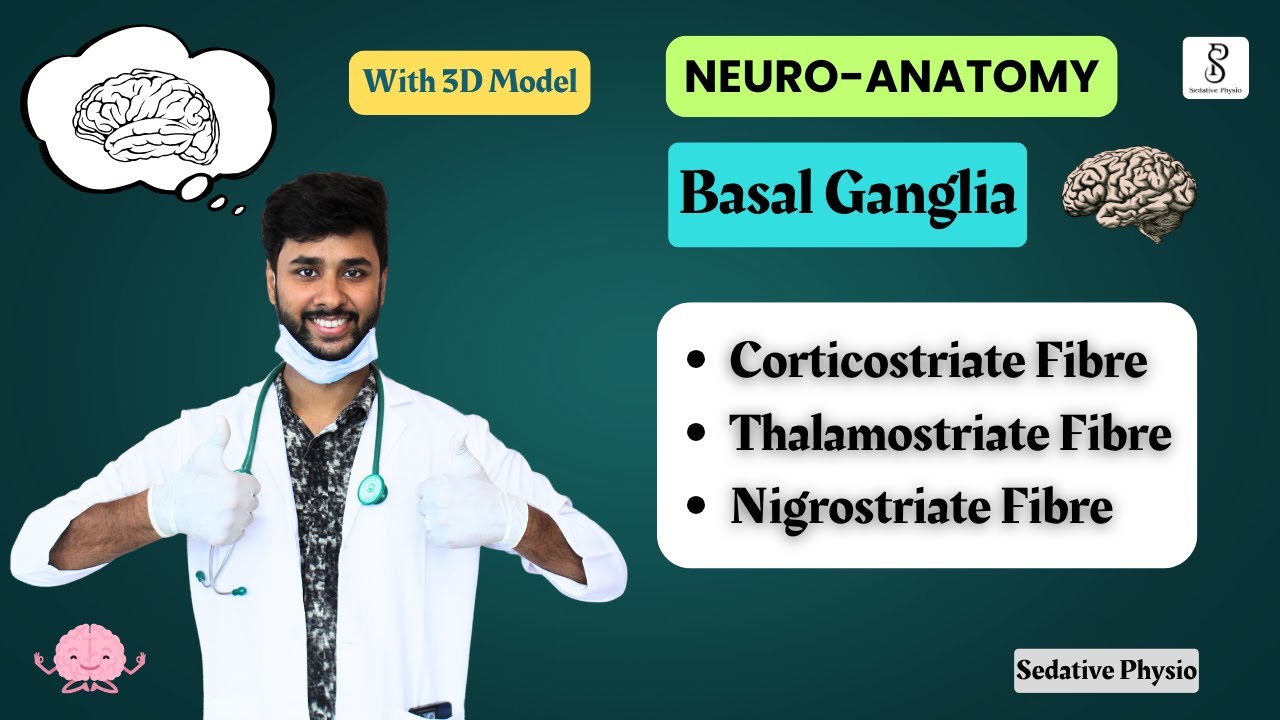 Basal Ganglia Afferent Connections | Nigrostriatal & Corticostriatal Pathway | Sedative Physio