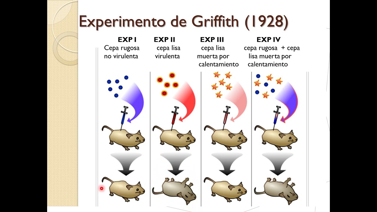 Genetica bacteriana v2022