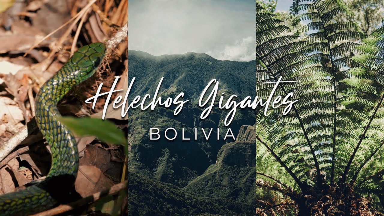 Un BOSQUE en PELIGRO de Extinción HELECHOS GIGANTES Santa Cruz Bolivia