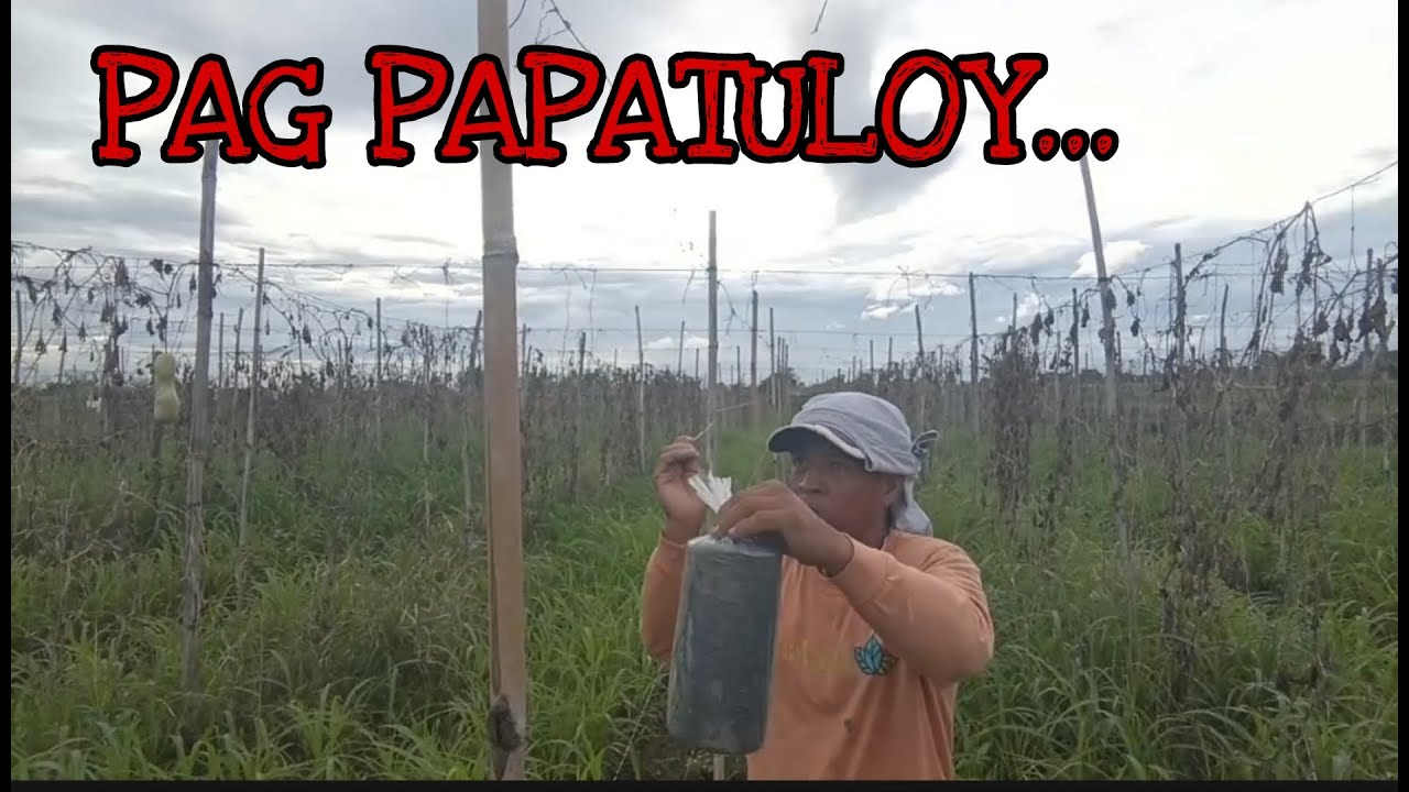 PAG LALAGAY NG LETTENG SA AMPALAYA....