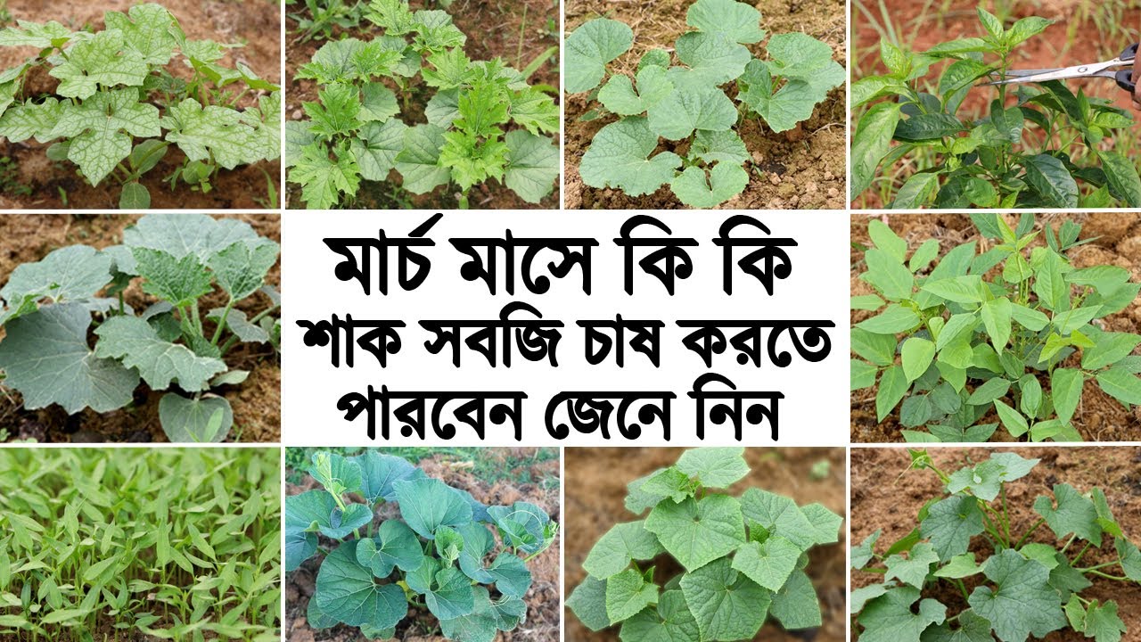 মার্চ ও এপ্রিল মাসে কি কি শাক সবজি চাষ করবেন - সবজি চাষ করার পদ্ধতি - Vegetable Cultivation