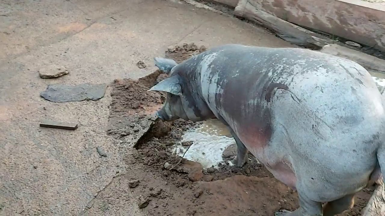 CHEGAMOS BEM NA HORA QUE NOSSA PORCA  ESTAVA PARINDO.