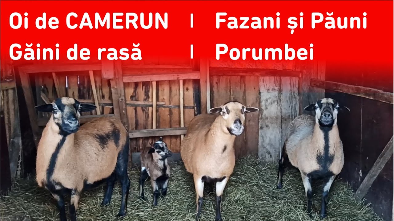 Doi gospodari din Maramureș cu găini de rasă, porumbei, fazani, păuni și oi de camerun #viațalațară