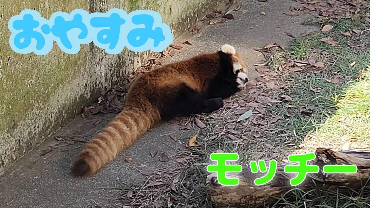 【多くの人が覗き込む、その真下で無防備で寝るレッサーパンダのモッチー、他・・・】～Nishiyama Zoo red pandas～