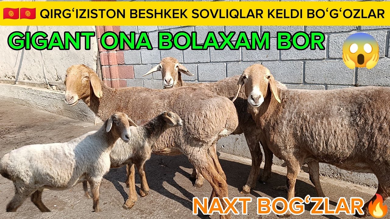😱😱QIRGʻIZISTON BESHKEK QOʻCHQORLA SOTUVDA TOXLI SOVLIQLAR BARRA QOʻZI NARXIDA SHOSHILAMIZ..