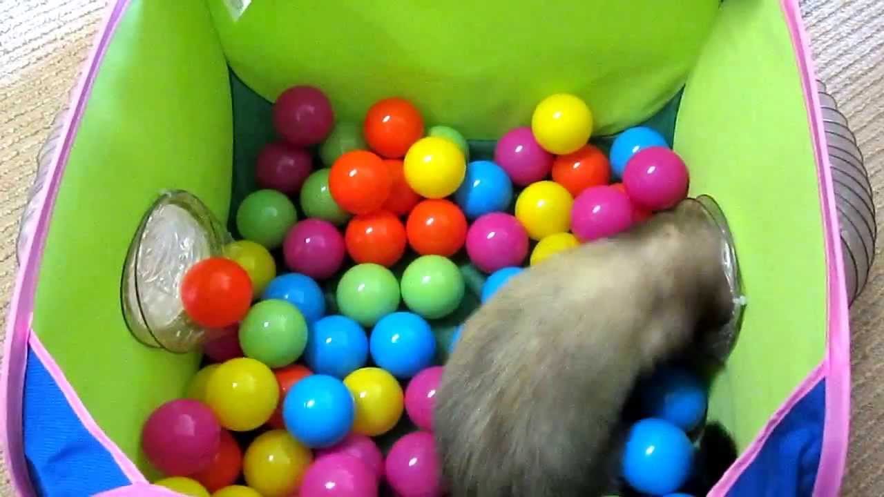 Ferret loves his NEW Pop-N-Play Ball Pit