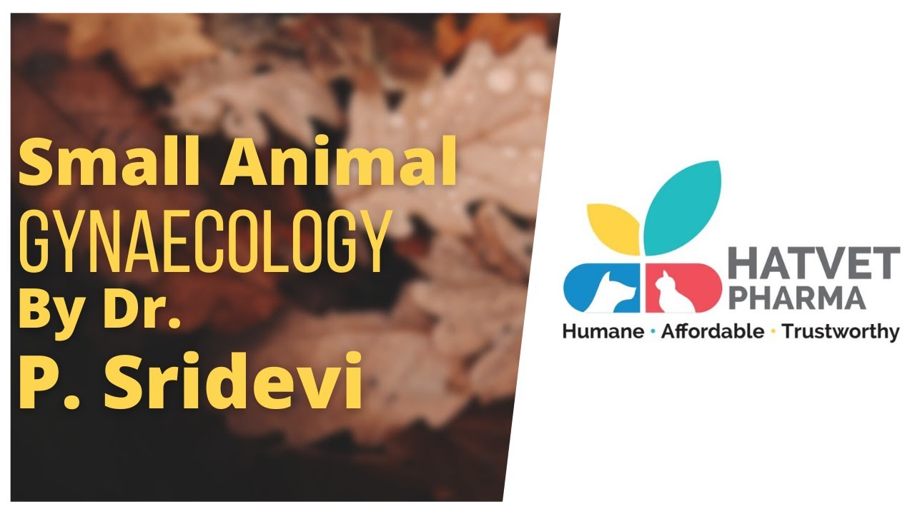 Hatvet`s Webinar On Small Animal Gynaecology By Dr. P. Sridevi - Part 3