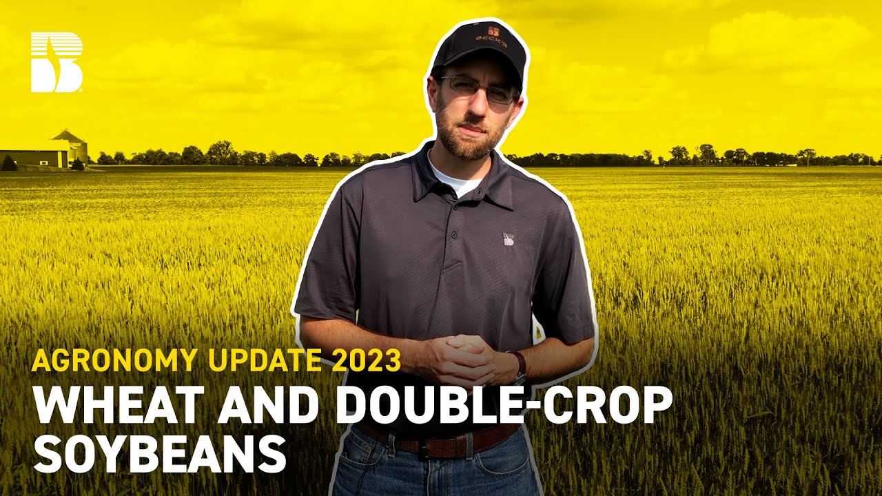 Wheat & Double Crop Soybeans | Beck's Agronomy Update