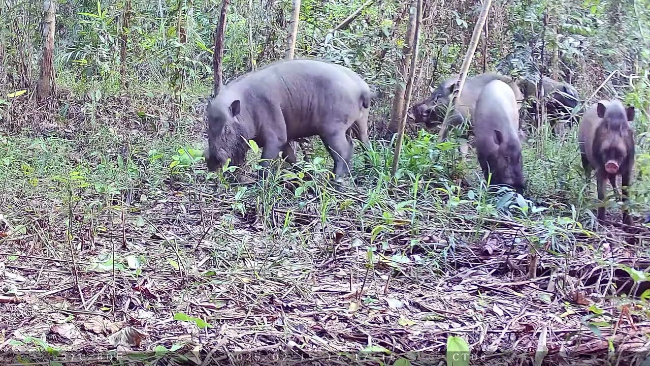 bearded pig
