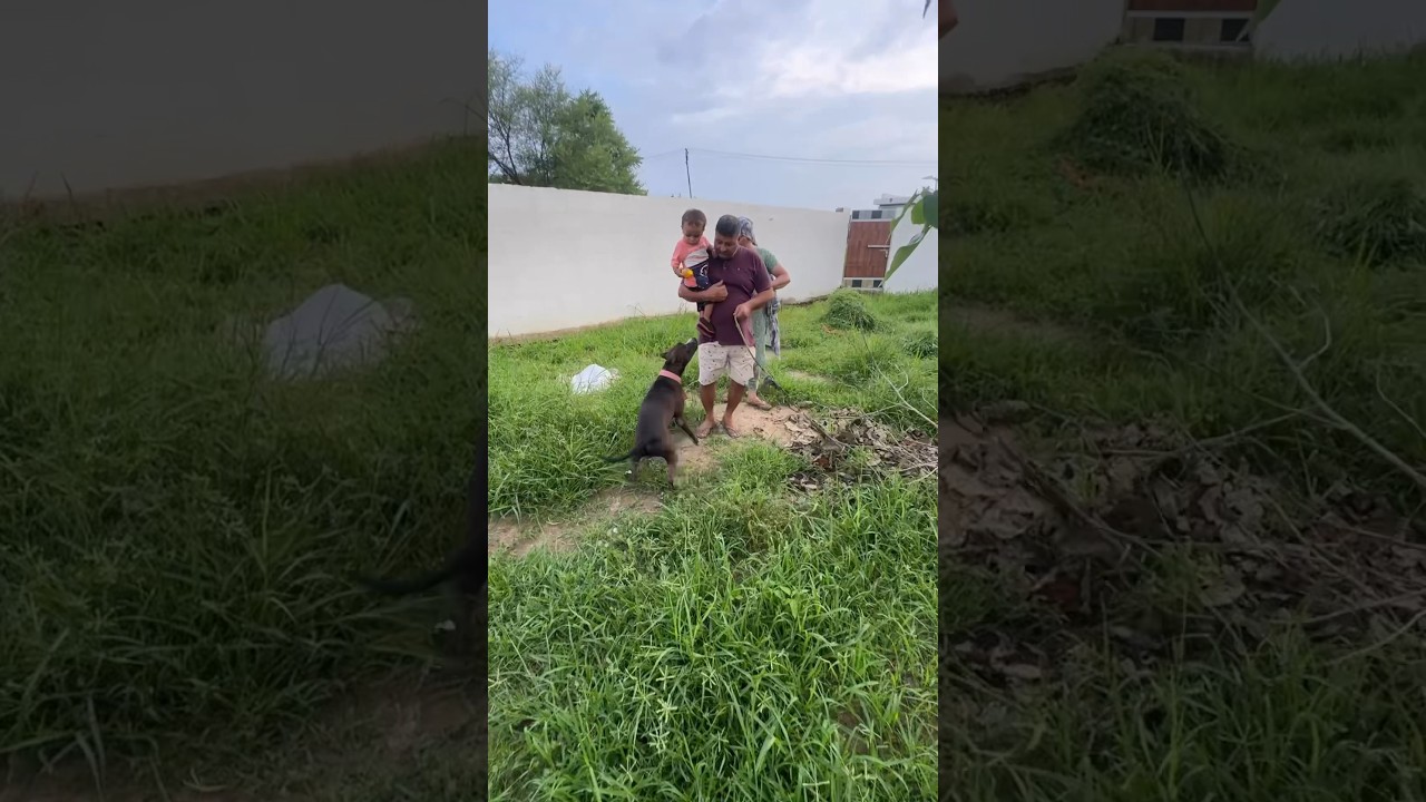 Pitbull Dog Attack on Kid 🚨 🆘 #dog #pitbull #pitbulldog #seltos #arunpanwar #suv #4x4