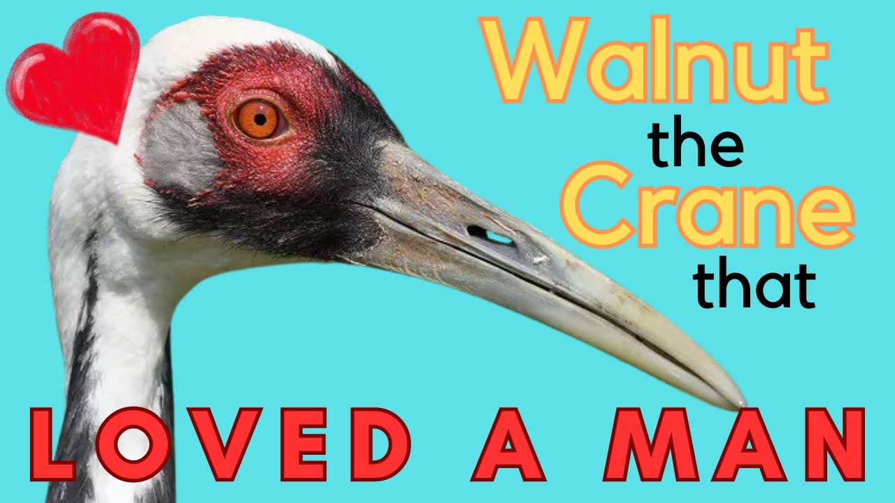 Walnut the Crane that Chose her Zookeeper as her Mate