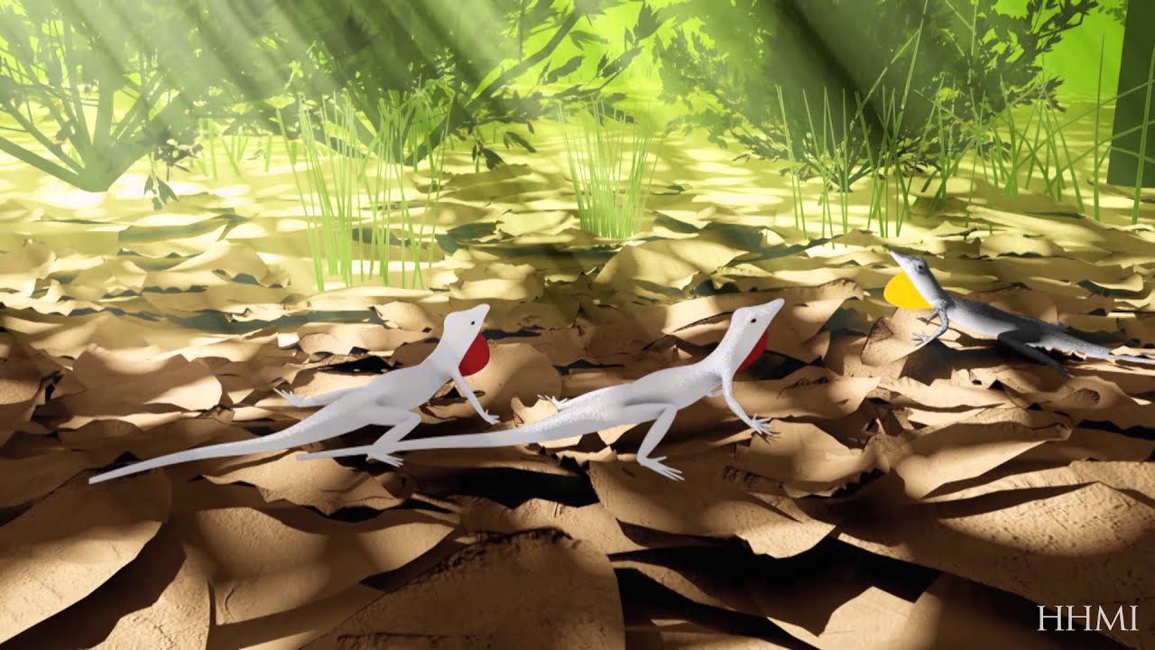 Reproductive Isolation and Speciation in Lizards &mdash; HHMI BioInteractive Video