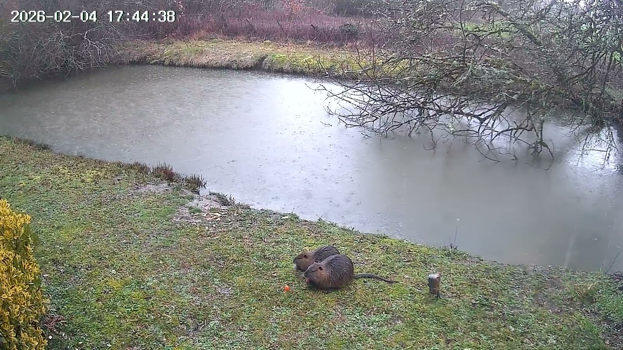 Rainy Wednesday shenanigans! Coypu Nutria.