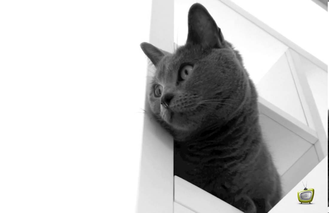 Gatto Certosino - Ofelia
