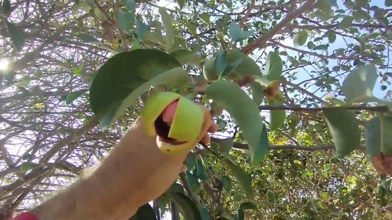 QUANTO TEMPO LEVA DA FLOR AO FRUTO DO ARATICUM. PARA CONSUMO!