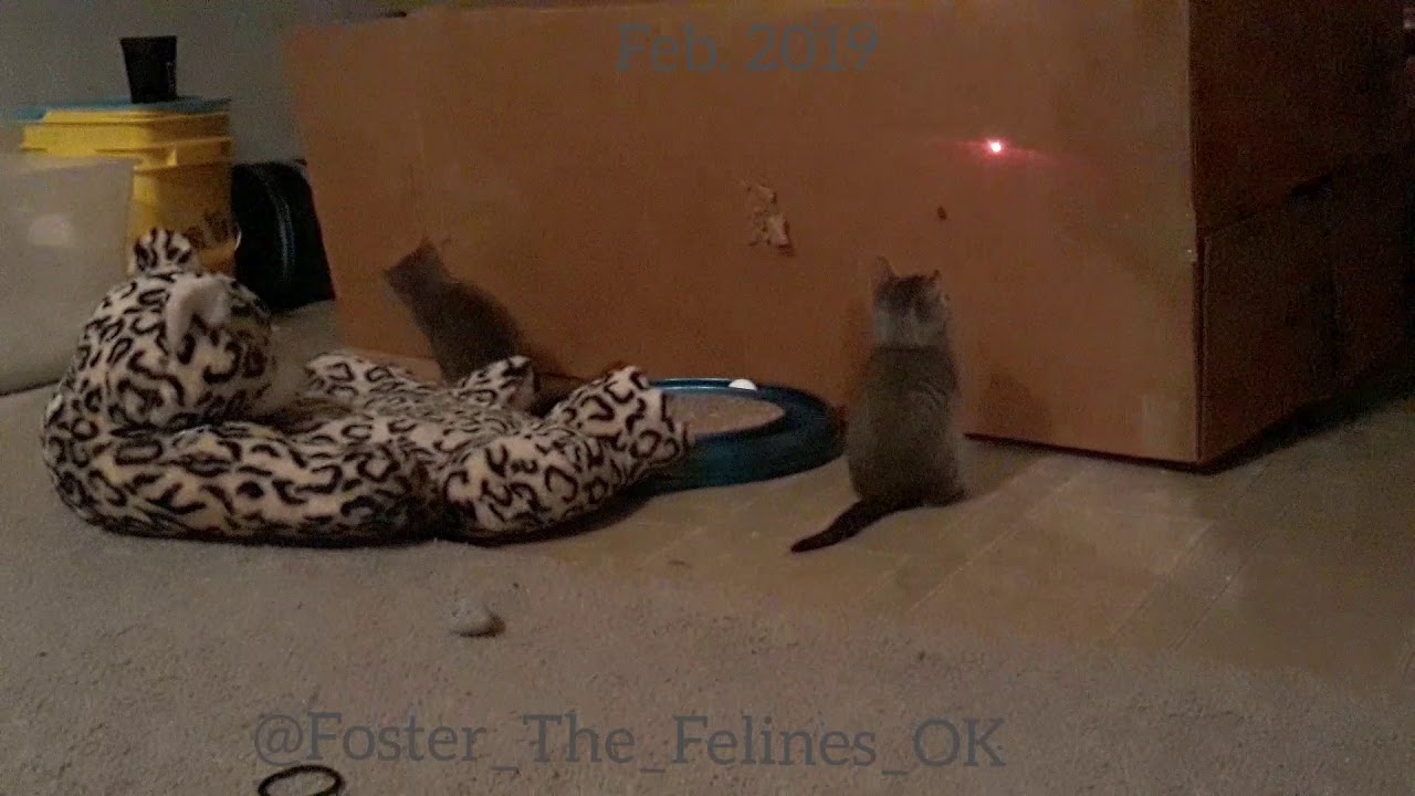 The Cat Pack Kittens Playing With The Laser Pointer - Foster Litter #29