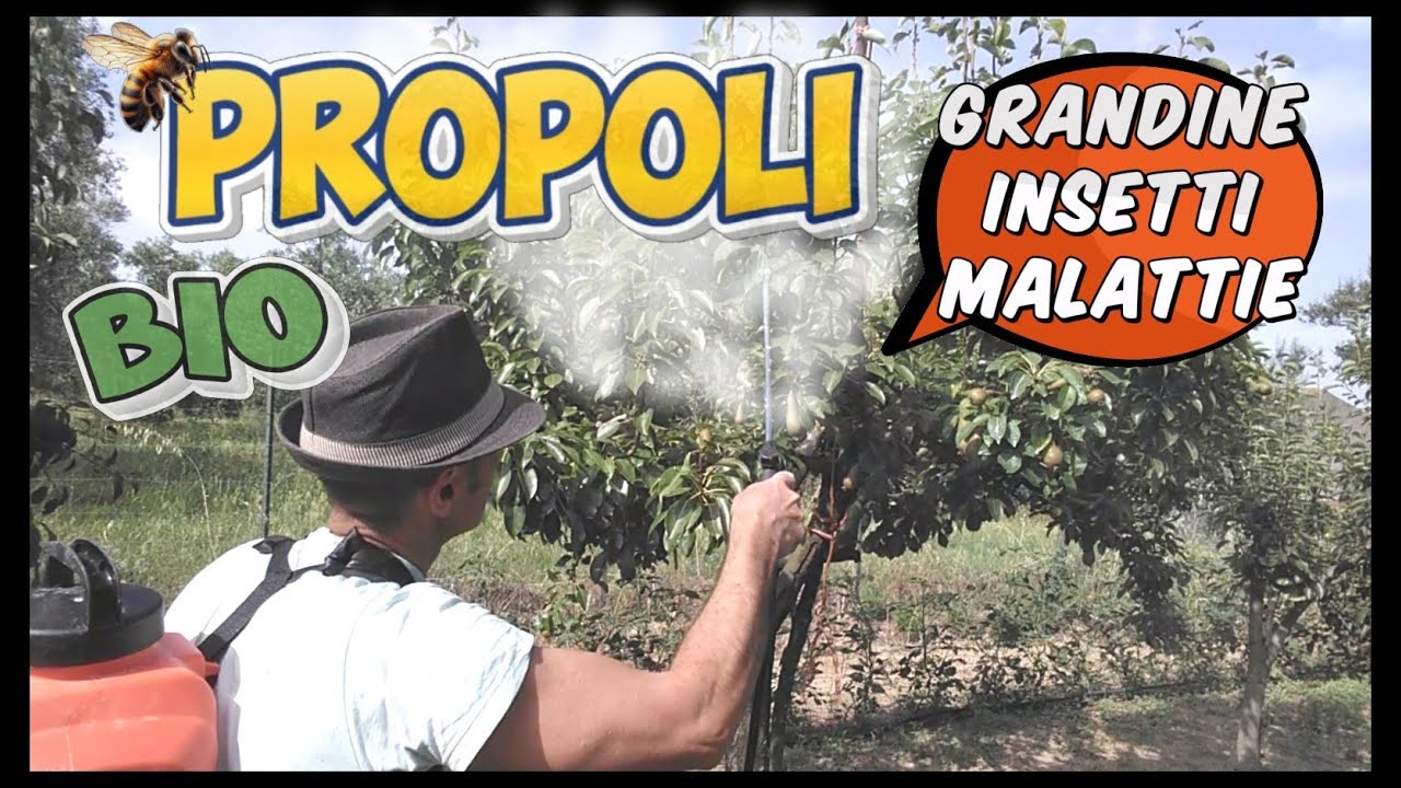 Propoli in agricoltura: Benefici ed utilizzi per l'orto, piante da frutto, fiori ed ornamentali