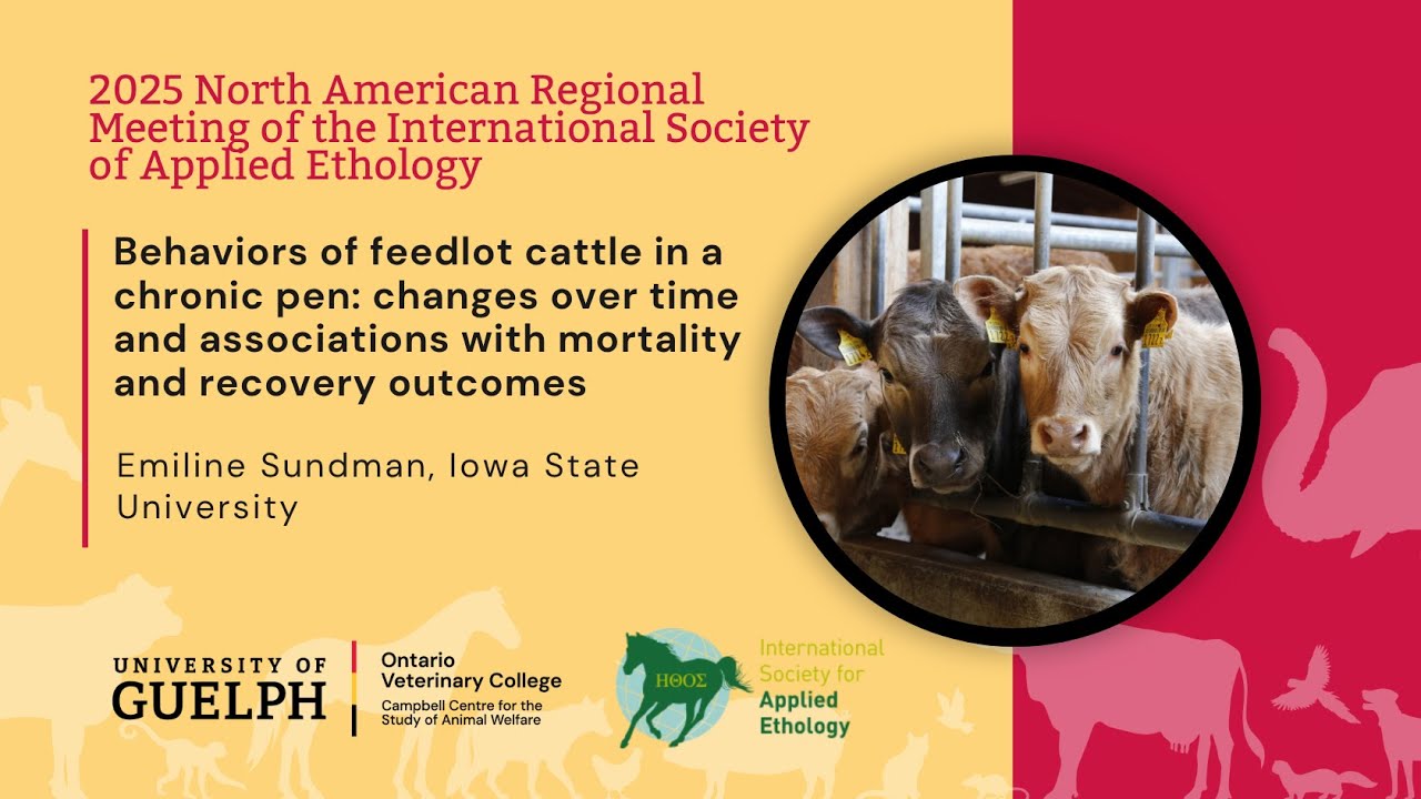Behaviors of feedlot cattle in a chronic pen: Associations with mortality and recovery outcomes