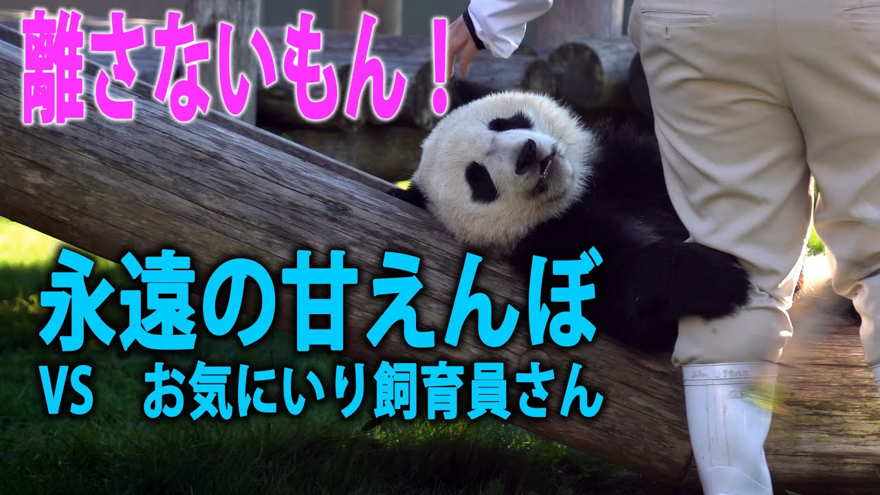 「飼育員さんへの愛が強すぎて、全力で通せんぼするパンダ」広いお庭が最も輝いた光景 みんなで笑って涙した「絆」