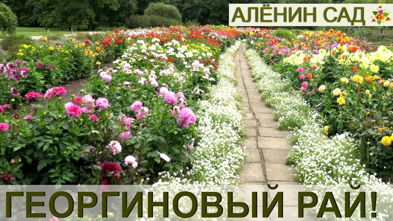 ЛАТВИЯ/ Георгиновый рай! / Коллекция георгин Латвийского университета