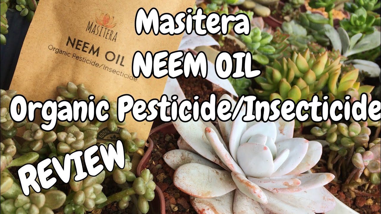Organic Pesticide/Insecticide.|REVIEW ON MASITERA NEEM OIL