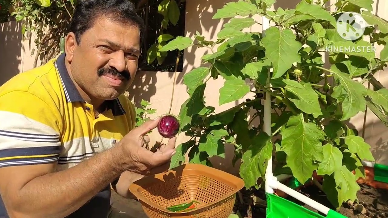 JIJAI NANO KITCHEN GARDEN: An Innovation by Dr. L R. Tambade 