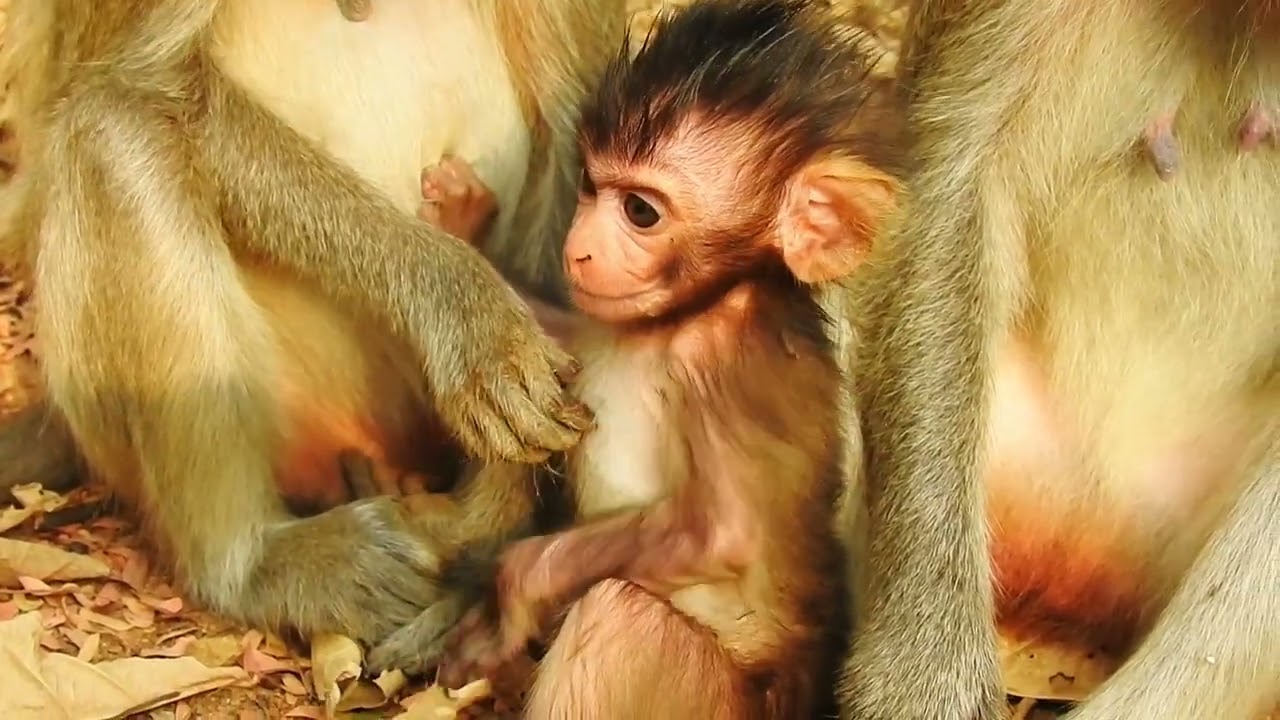 The baby has a cute gesture, sitting with mom / Cute Macaque