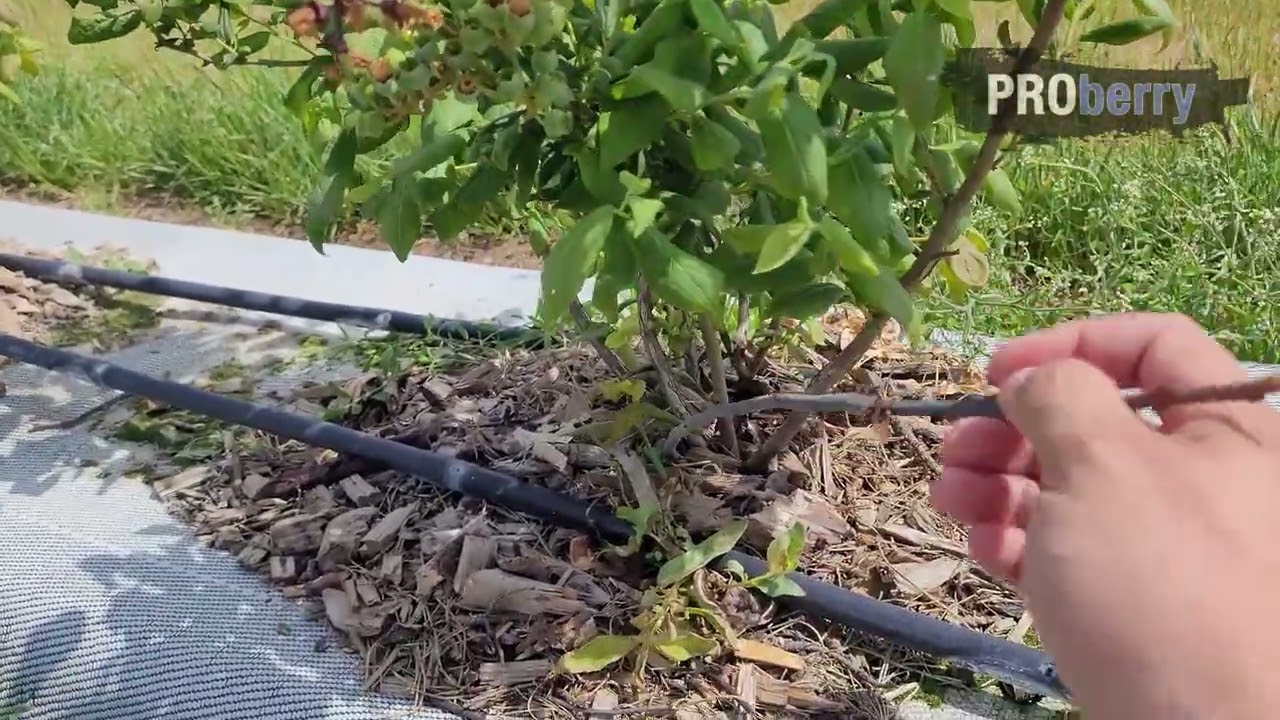 ProBerry 014: Ruszają prace nad programem zwalczania Pseudomonas, Xantomonas i Parvum!