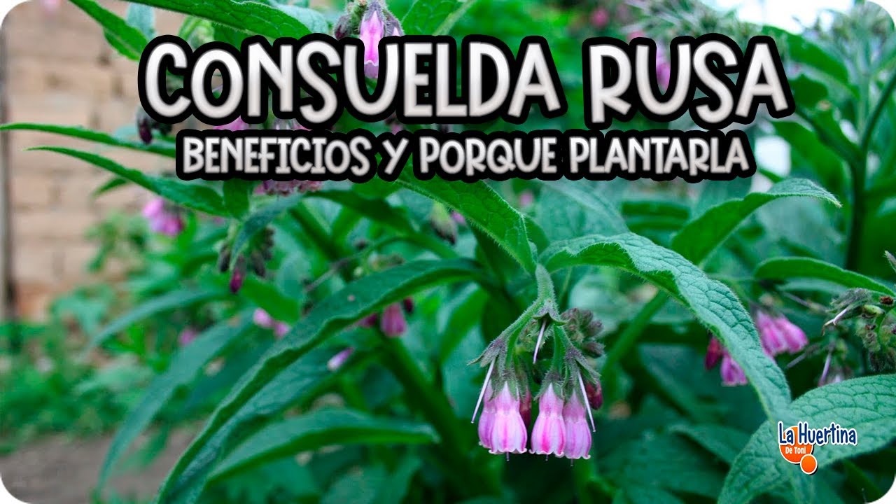 Como Y Porque Plantar Consuelda Rusa En El Huerto Fuente GRATIS De POTASIO || La Huertina De Toni