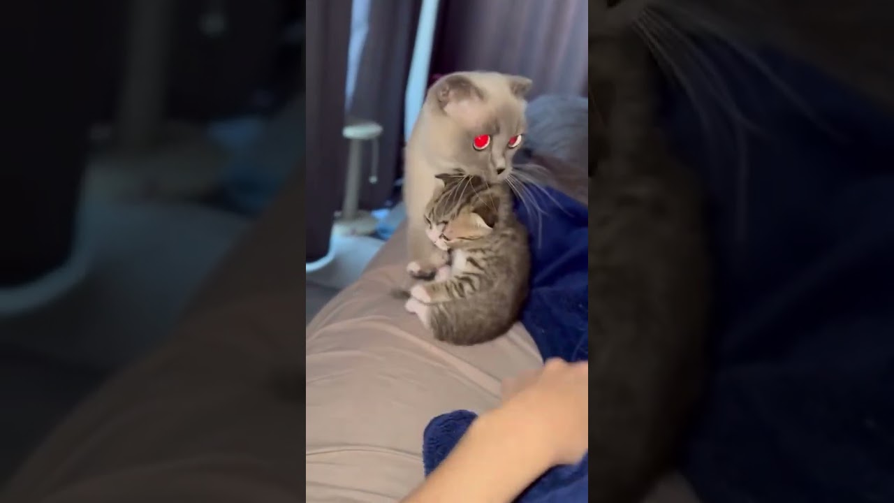 Кошка &laquo;я ж мать!&raquo;