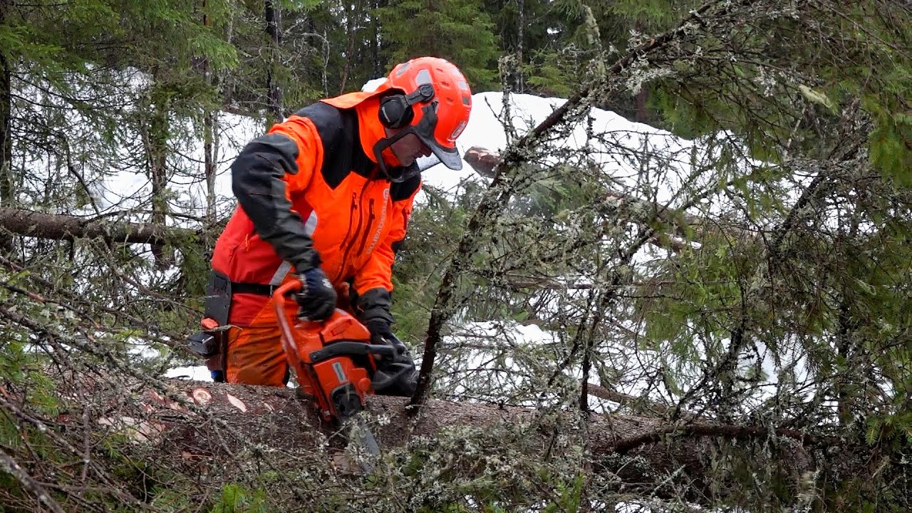 Skogskolen på Saggrenda