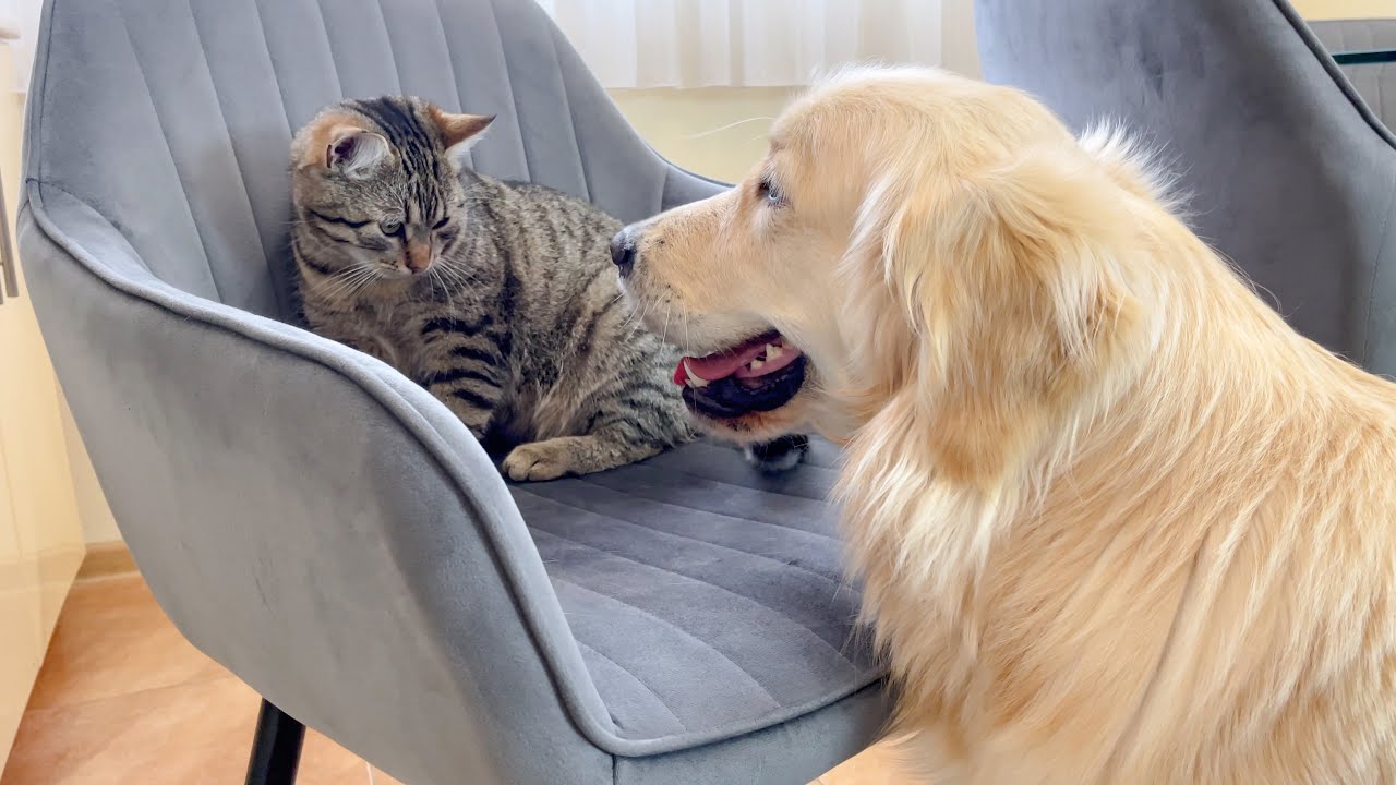 Golden Retriever Reacts to Cat in Chair (So Funny!!)
