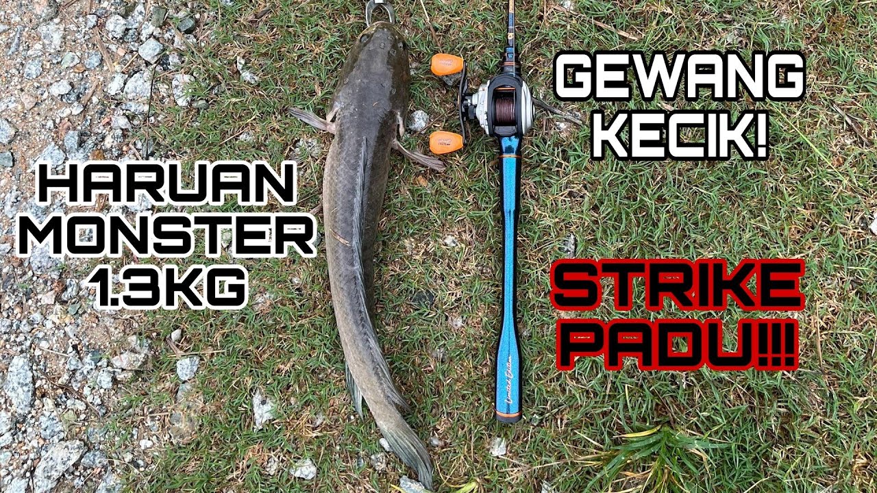 Haruan 1.3KG Sambar Ozmy Super Baby Paddle Pop | Strike Padu