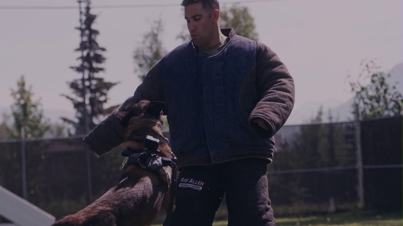 U.S. Air Force: &ldquo;Benny&rdquo; the Military Working Dog