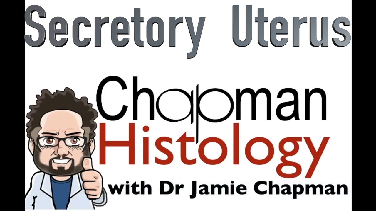 3 Minute Histology - Secretory Uterus